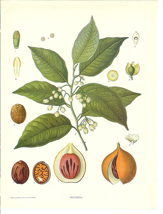 Prettier stuff (botanical prints), Honest Fare by Gabrielle Arnold