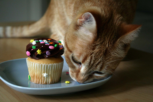 kitty-cupcake