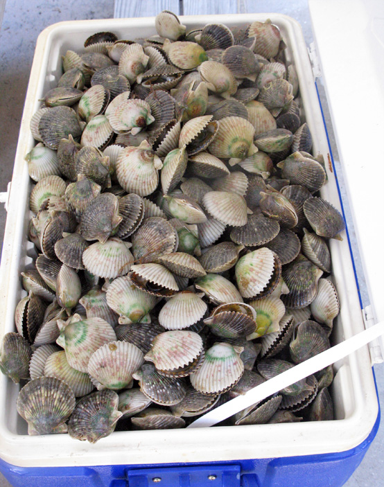 scallops-cooler-honestfare.com scallops-cooler-honestfare.com