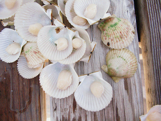 clean-scallop-pile clean-scallop-pile