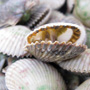 Scalloping in Homosassa Bay, Honest Fare by Gabrielle Arnold