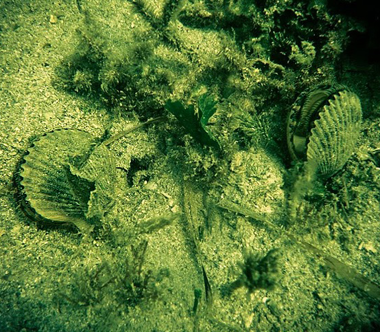 underwater-scallops underwater-scallops