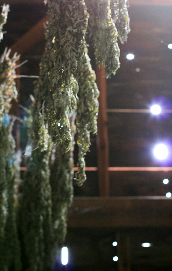 tweetfontein-hanging-herbs tweetfontein-hanging-herbs