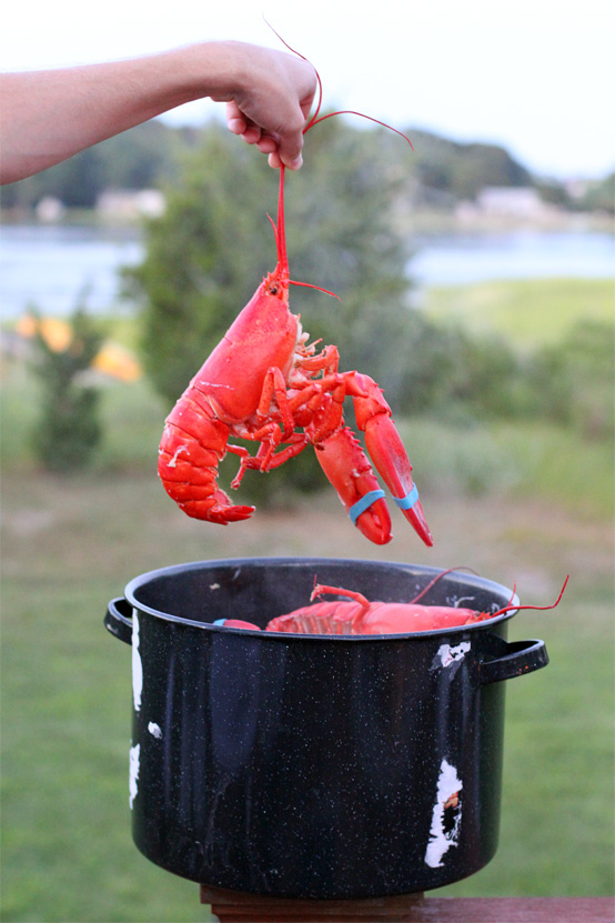 lobster on deck lobster on deck