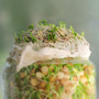 Windowsill Sprouting my way through the Winter., Honest Fare by Gabrielle Arnold
