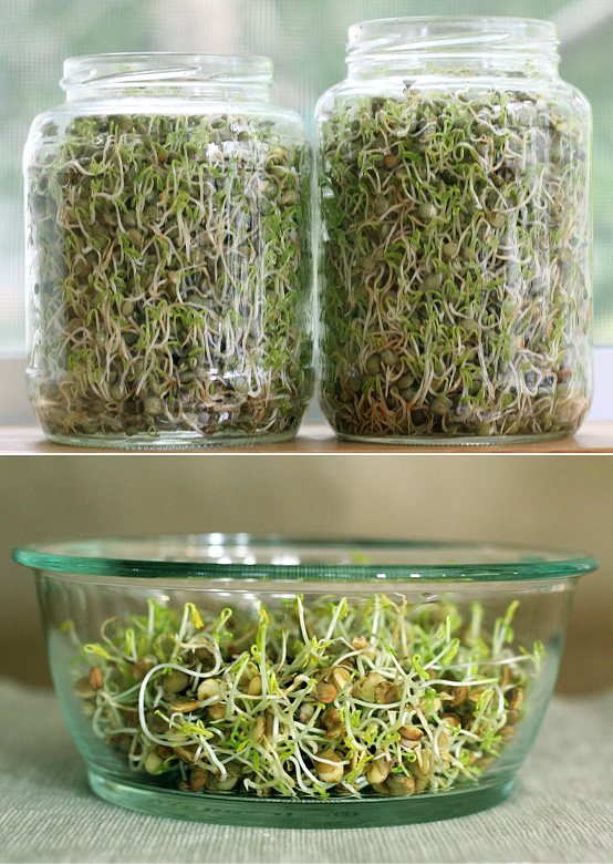 Red Lentil Sprouts