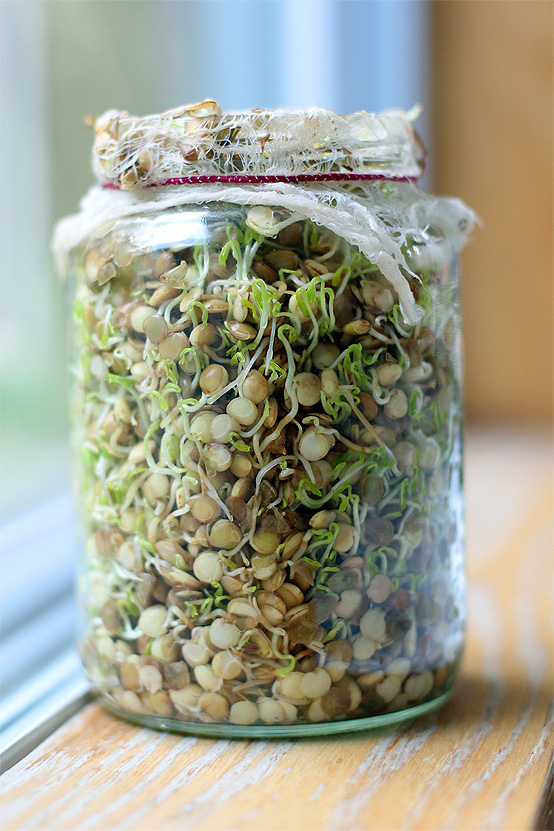 Lentil Growing