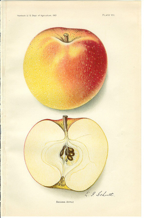 apple apple