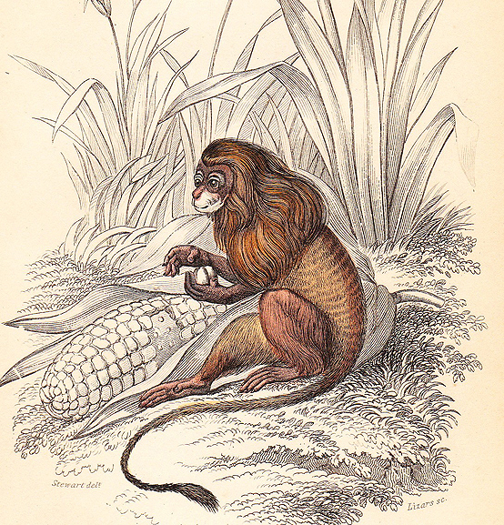 cornmonkey cornmonkey