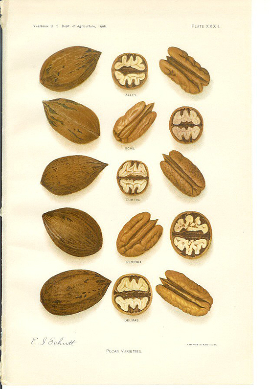 pecan pecan
